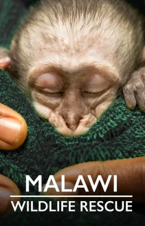 Watch Malawi Wildlife Rescue online