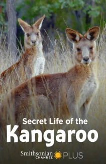 Watch Secret Life of the Kangaroo online