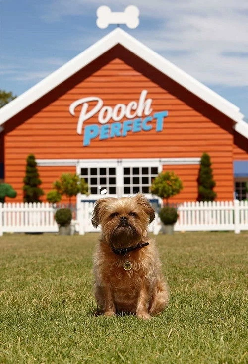 Watch Pooch Perfect online