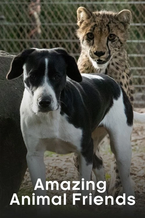 Watch Amazing Animal Friends online