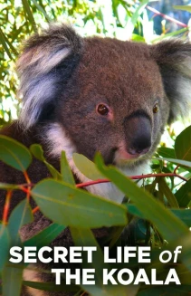 Watch Secret Life of the Koala online