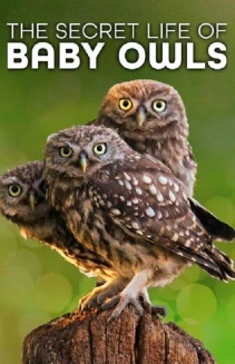 Watch The Secret Life of Owls online