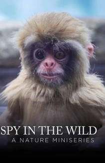Watch Spy in the Wild online