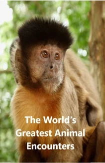 Watch World's Greatest Animal Encounters online